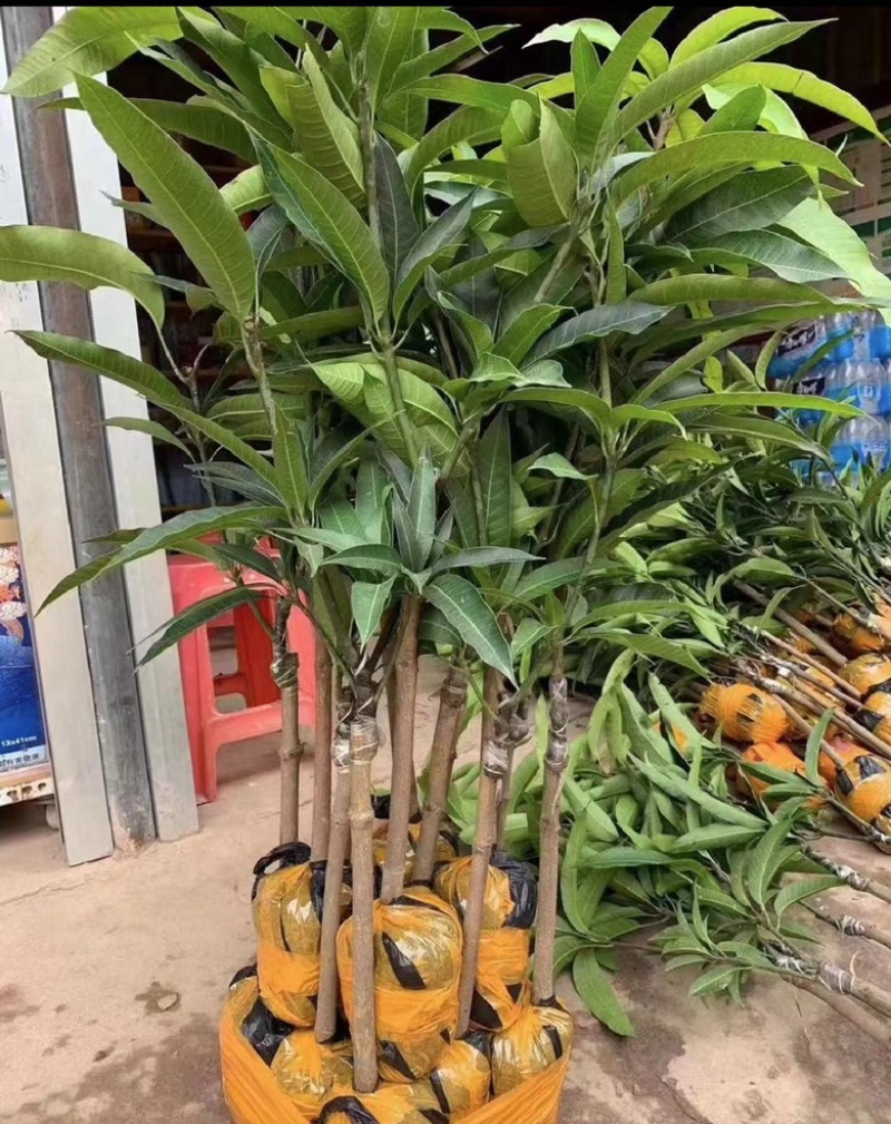 红贵妃芒果苗芒果嫁接苗有大苗当年结果带土带叶包邮