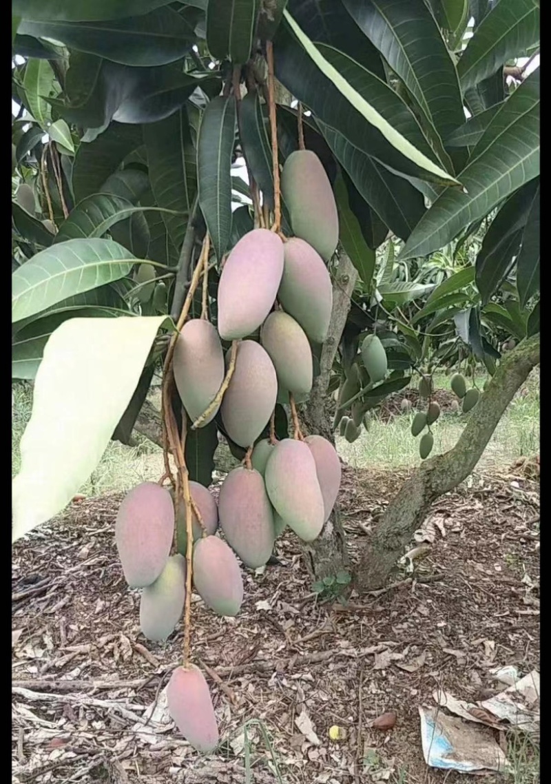 红贵妃芒果苗芒果嫁接苗有大苗当年结果带土带叶包邮