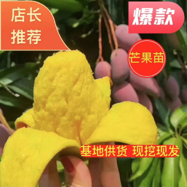 红贵妃芒果苗芒果嫁接苗有大苗当年结果带土带叶包邮