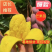 红贵妃芒果苗芒果嫁接苗有大苗当年结果带土带叶包邮