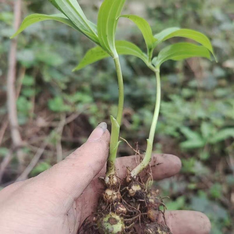 精品多花姜形倒苗黄精，自有基地产地直发量大从优价格美丽