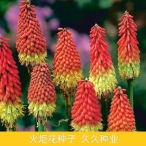 火炬花种子花卉种子花种花籽花海庭院阳台盆栽花卉四季