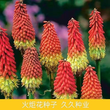 火炬花种子花卉种子花种花籽花海庭院阳台盆栽花卉四季