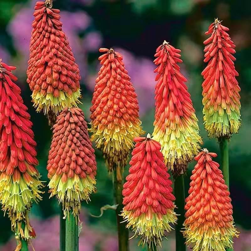 火炬花种子花卉种子花种花籽花海庭院阳台盆栽花卉四季