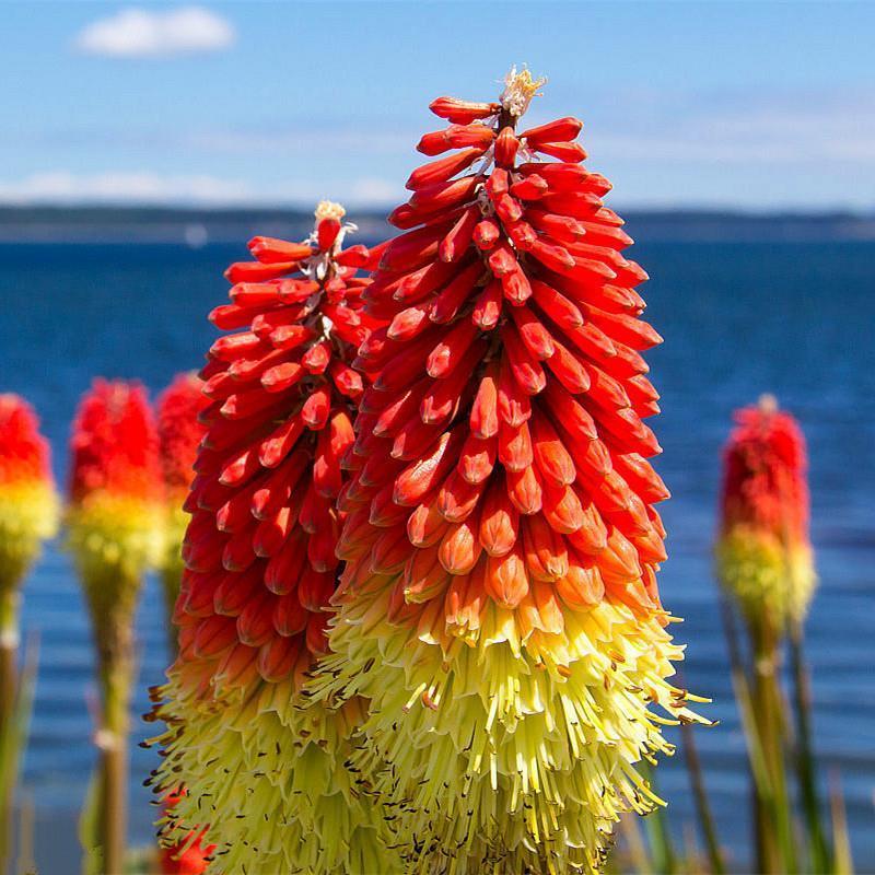 火炬花种子花卉种子花种花籽花海庭院阳台盆栽花卉四季