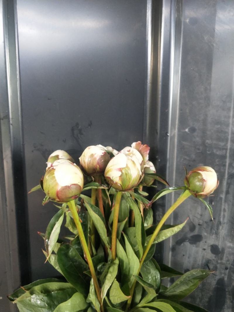 十几种不同规格品种芍药鲜切花，欢迎来电下单