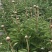 十几种不同规格品种芍药鲜切花，欢迎来电下单