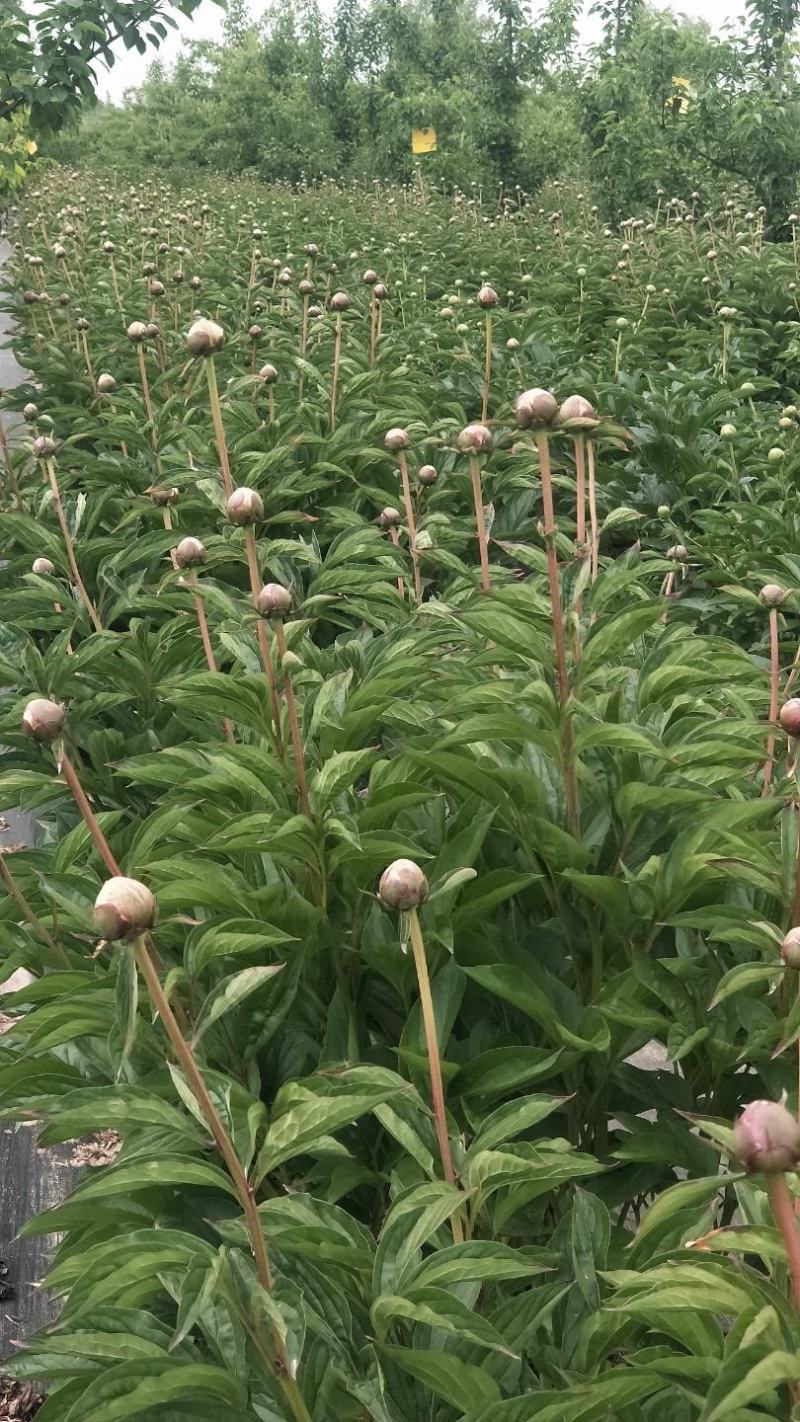 十几种不同规格品种芍药鲜切花，欢迎来电下单