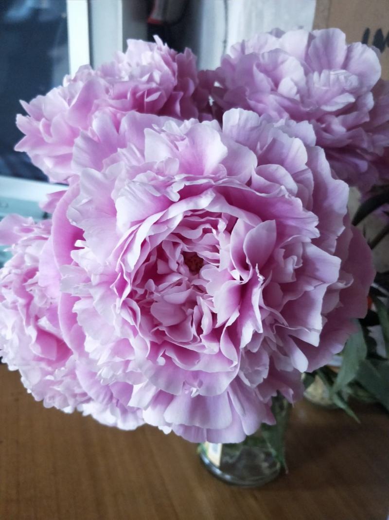 十几种不同规格品种芍药鲜切花，欢迎来电下单