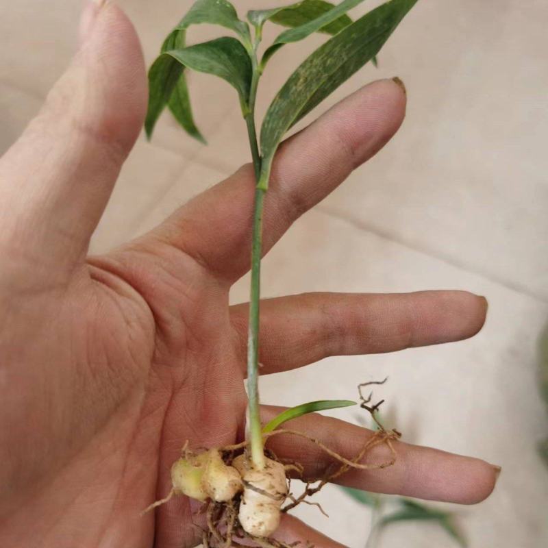 姜形倒苗多花黄精陕西大块黄精自有基地产地直发量大从优