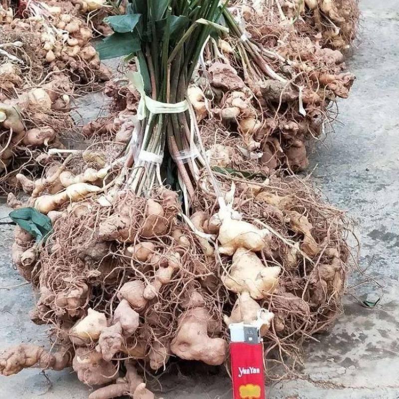 姜形倒苗多花黄精陕西大块黄精自有基地产地直发量大从优