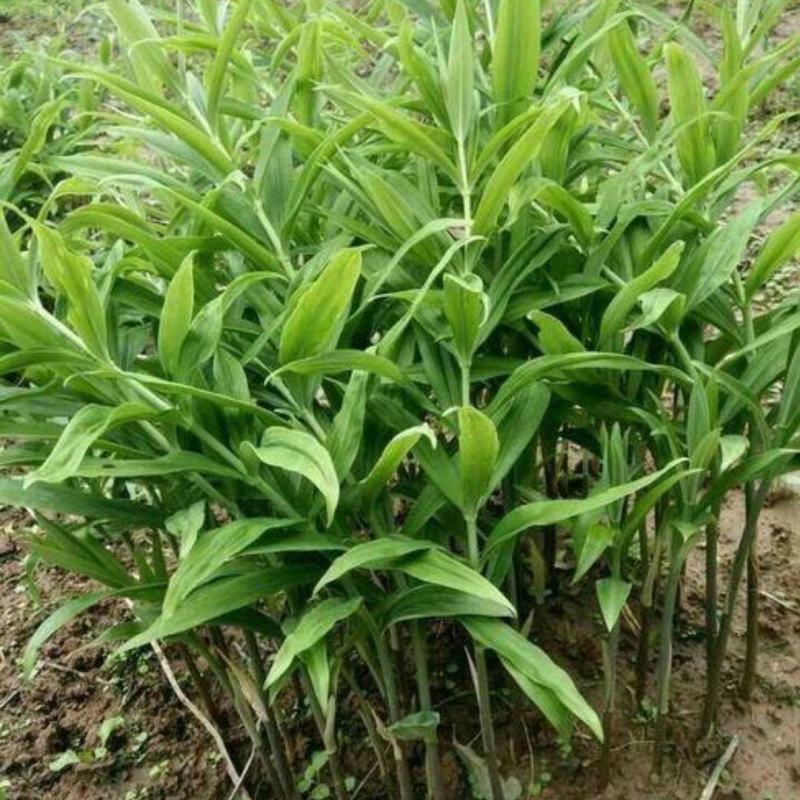 姜形倒苗多花黄精陕西大块黄精自有基地产地直发量大从优