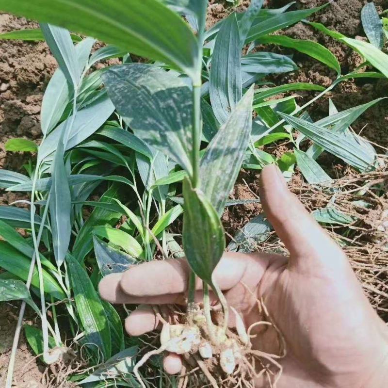 姜形倒苗多花黄精陕西大块黄精自有基地产地直发量大从优
