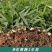姜形倒苗多花黄精陕西大块黄精自有基地产地直发量大从优
