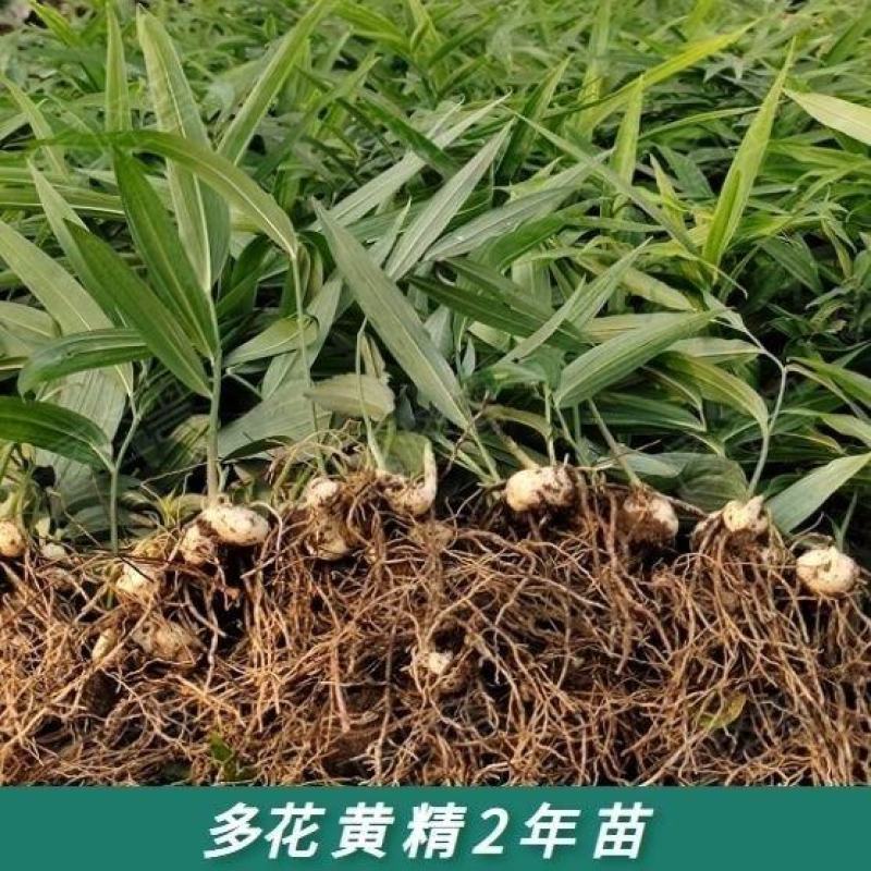姜形倒苗多花黄精陕西大块黄精自有基地产地直发量大从优