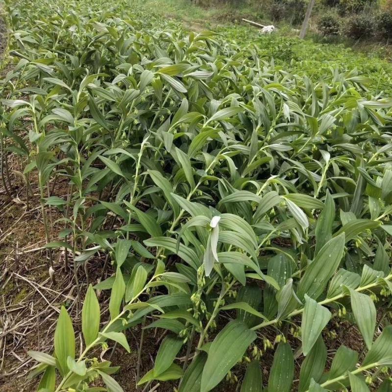 姜形倒苗多花黄精陕西大块黄精自有基地产地直发量大从优