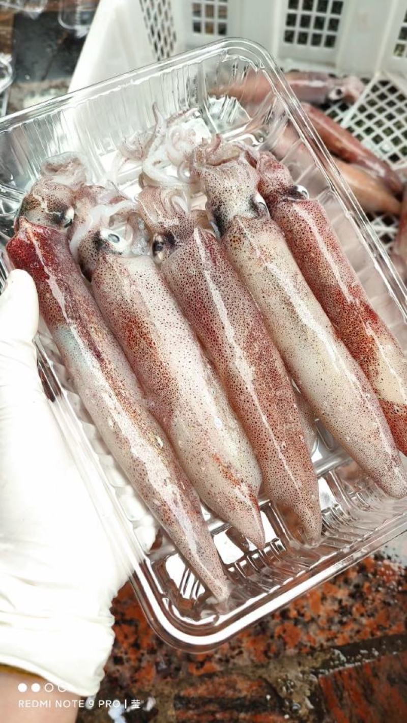 【推荐】广西北部湾新鲜钓鱿，肉质鲜美，品质保证，诚信经营