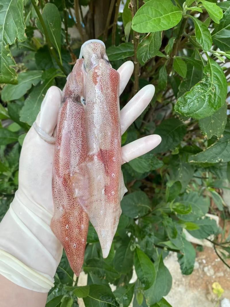 【推荐】广西北部湾新鲜钓鱿，肉质鲜美，品质保证，诚信经营