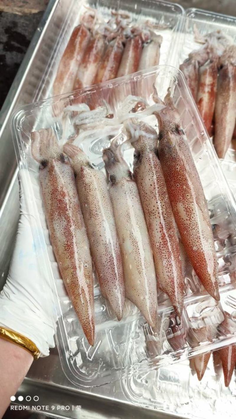 【推荐】广西北部湾新鲜钓鱿，肉质鲜美，品质保证，诚信经营