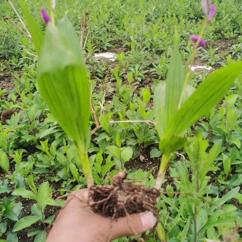 紫花三叉露天驯化白芨种苗，自有基地产地直发，价格美丽