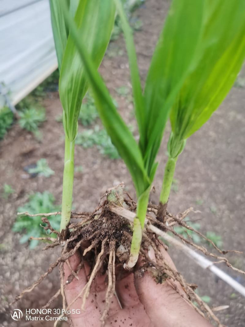 紫花三叉露天驯化白芨种苗，自有基地产地直发，价格美丽