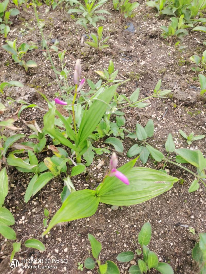 紫花三叉露天驯化白芨种苗，自有基地产地直发，价格美丽