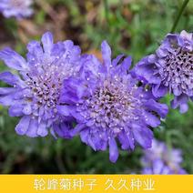 轮峰菊种子易种小型植物紫盆花种植被松虫草景观花卉盆栽花种