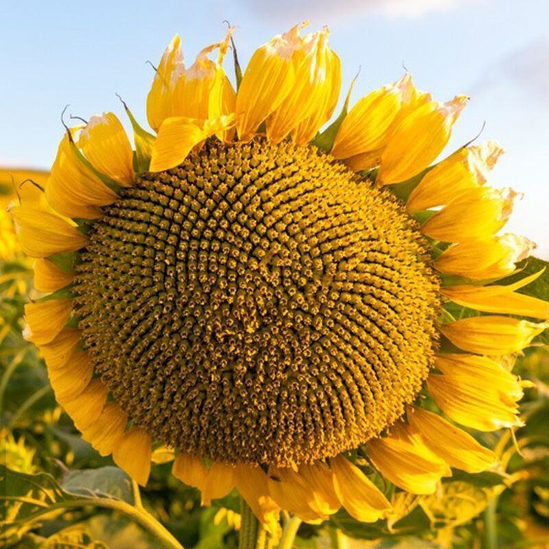 油葵种子出油高产矮大头小瓜子榨油出油率高春秋播蔬菜种孑