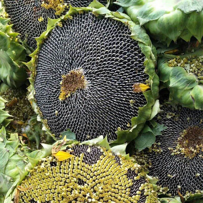 油葵种子出油高产矮大头小瓜子榨油出油率高春秋播蔬菜种孑