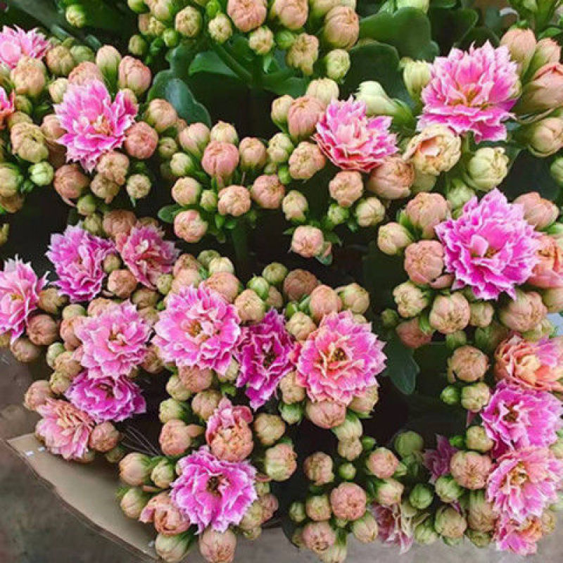 四季开花长寿花种子养不死阳台庭院种植好养易活花种籽子开花