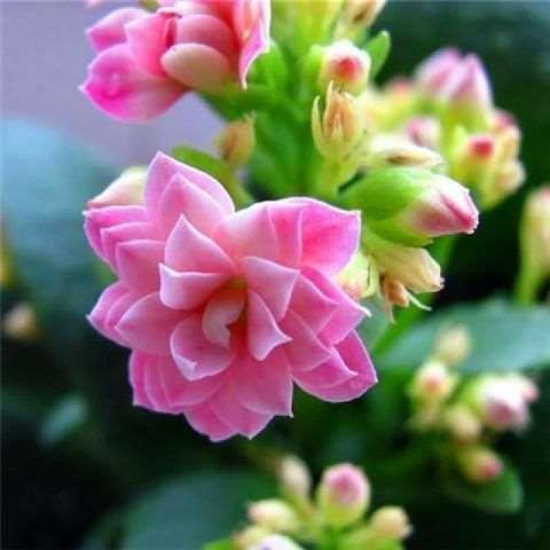 四季开花长寿花种子养不死阳台庭院种植好养易活花种籽子开花