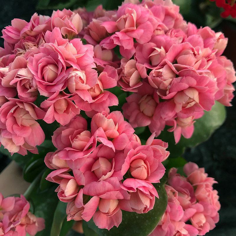四季开花长寿花种子养不死阳台庭院种植好养易活花种籽子开花