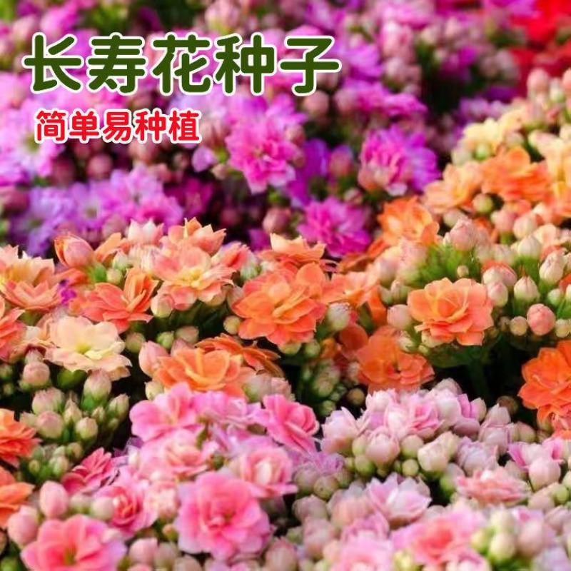 四季开花长寿花种子养不死阳台庭院种植好养易活花种籽子开花