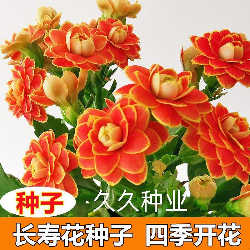 四季开花长寿花种子养不死阳台庭院种植好养易活花种籽子开花