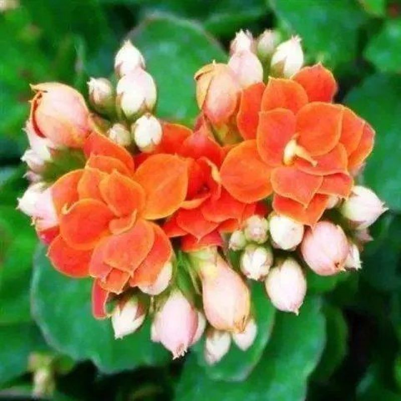 四季开花长寿花种子养不死阳台庭院种植好养易活花种籽子开花
