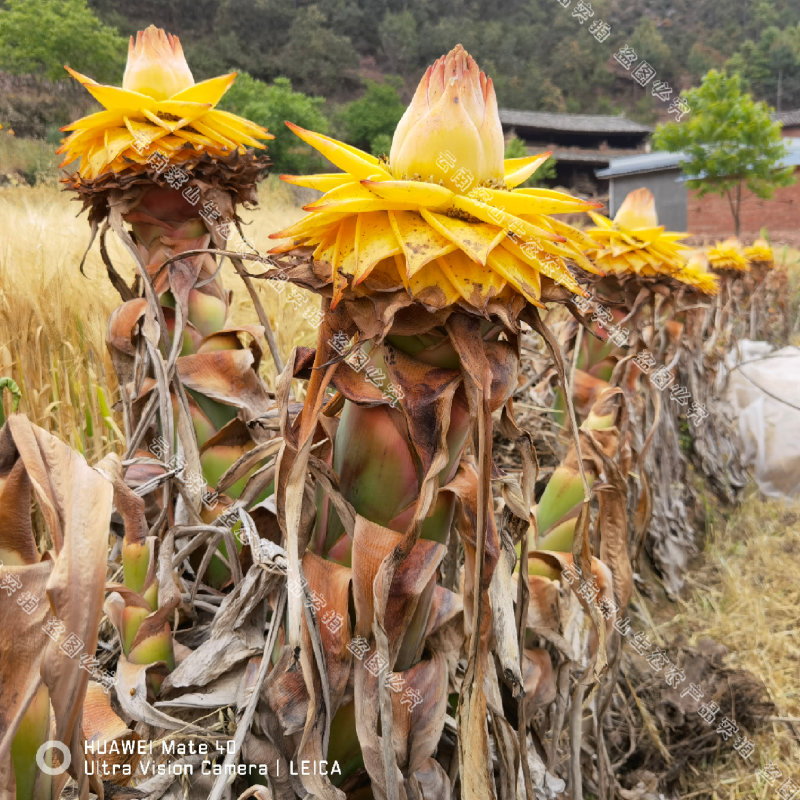 云南乡村地涌金莲千瓣莲花佛教圣花养不死大型盆栽地莲花懒人