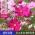 波斯菊种子花种籽格桑花四季开花易活花籽庭院外花卉野花组合