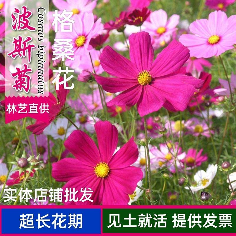 波斯菊种子花种籽格桑花四季开花易活花籽庭院外花卉野花组合