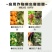 481硕丰14-羟基芸苔素甾醇解药害保花保果调节剂
