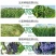 481硕丰14-羟基芸苔素甾醇解药害保花保果调节剂
