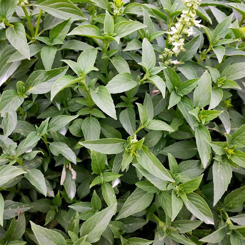 罗勒种子九层塔罗勒种籽蔬菜种子香草金不换阳台菜园四季蔬菜