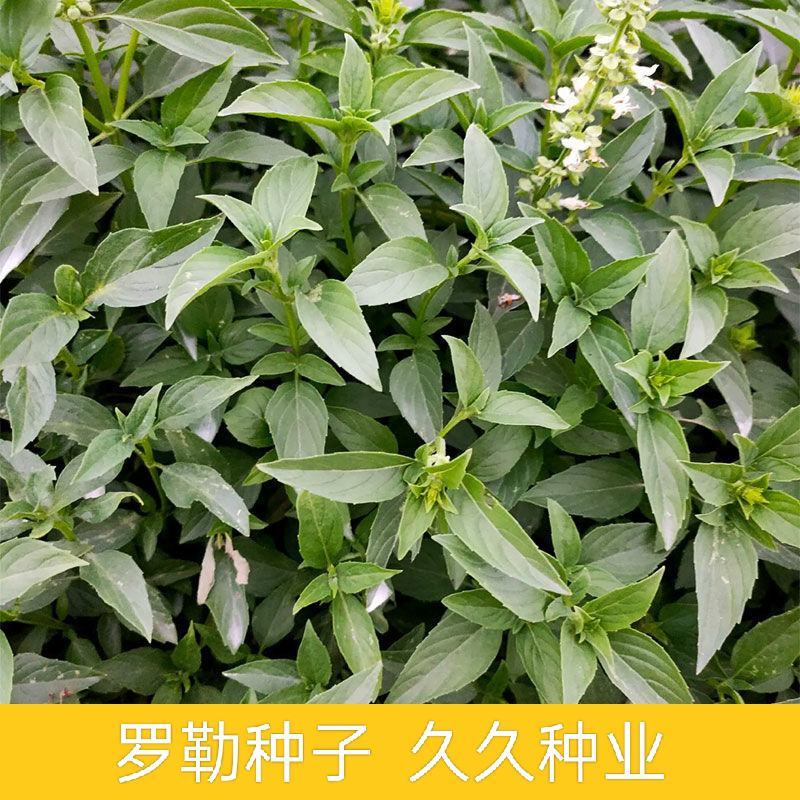 罗勒种子九层塔罗勒种籽蔬菜种子香草金不换阳台菜园四季蔬菜