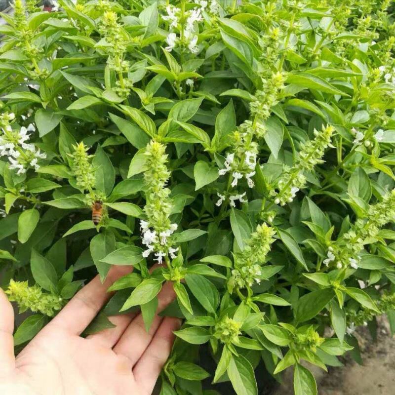 罗勒种子九层塔罗勒种籽蔬菜种子香草金不换阳台菜园四季蔬菜