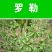 罗勒种子九层塔罗勒种籽蔬菜种子香草金不换阳台菜园四季蔬菜