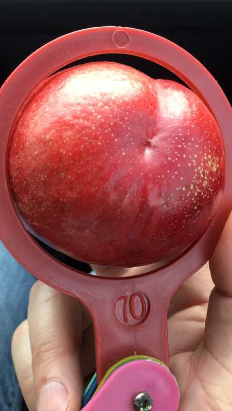中油18中油十八中油十六露天大棚大量有货