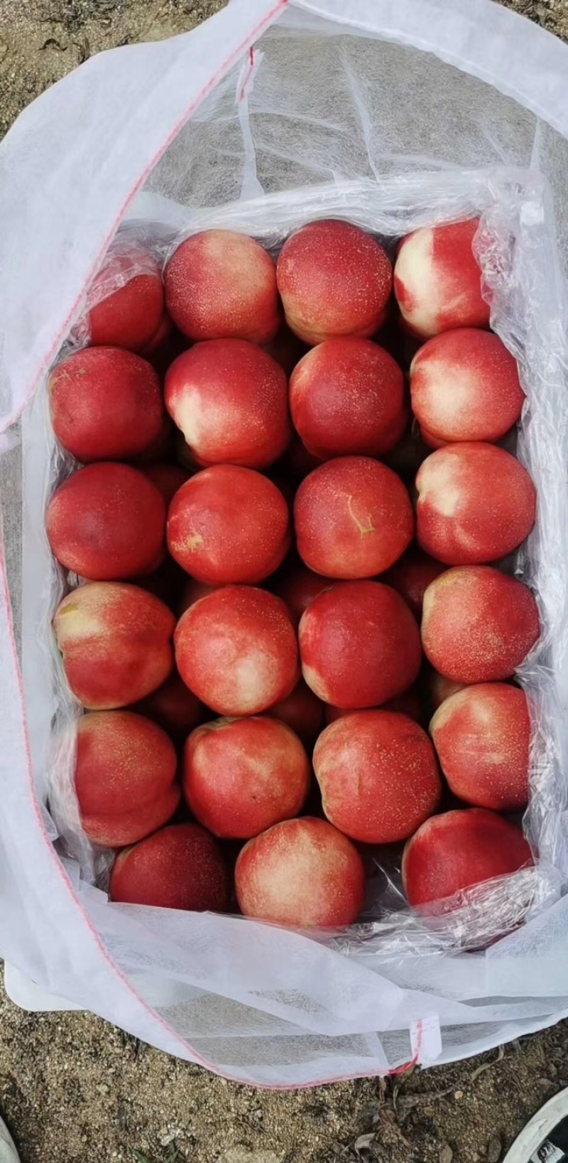 中油18中油十八中油十六露天大棚大量有货