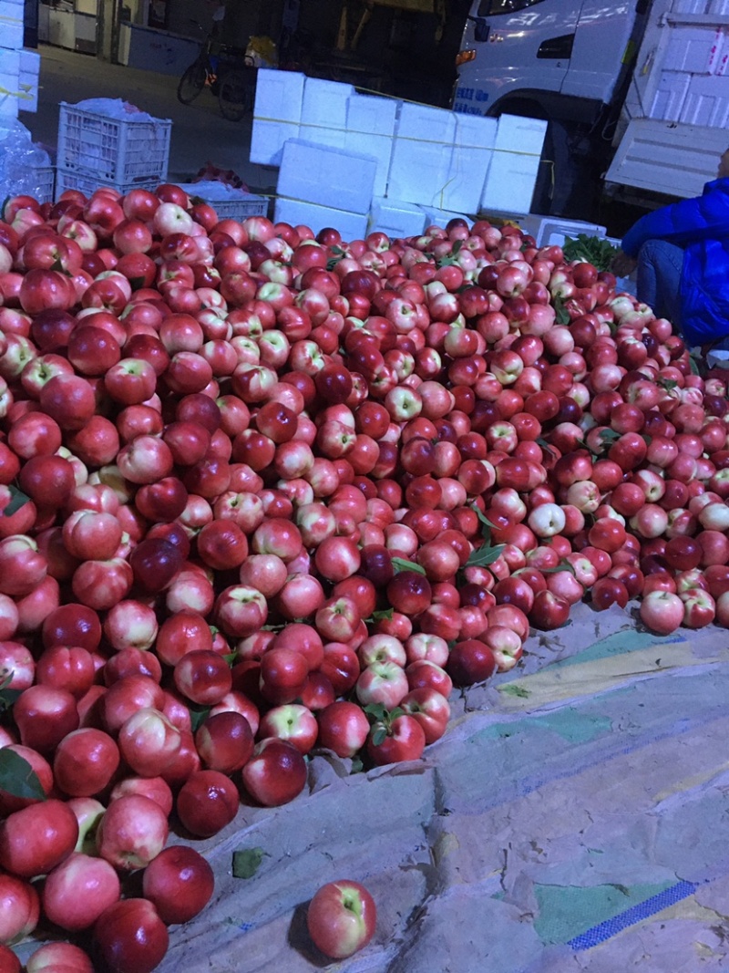 中油18中油十八中油十六露天大棚大量有货