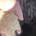 玉米淀粉，玉米粉尘，碎玉米