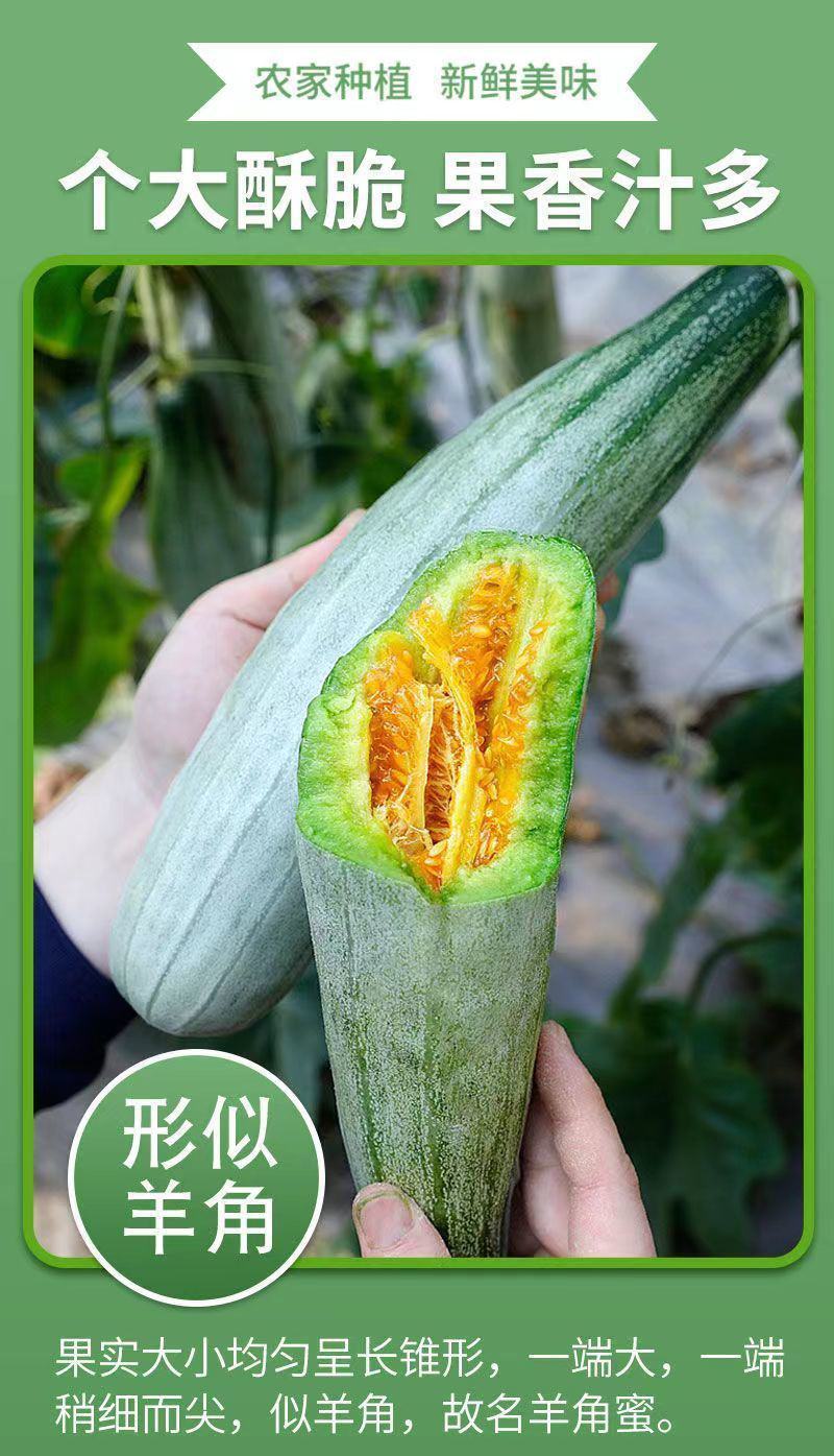 现摘莘县天鲜优选博洋甜瓜新鲜水果当季羊角蜜瓜脆瓜绿肉红壤