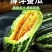 现摘莘县天鲜优选博洋甜瓜新鲜水果当季羊角蜜瓜脆瓜绿肉红壤